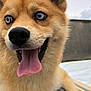 Volf participe au concours pour gagner de l'argent avec cette photo : animal, background_blur, blue_eyes, canine, close_up, companion, cute, dog, excited, fluffy, friendly, fur, happy, nose, outdoor, person_partial, pet, portrait, smiling, tongue_out