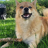 Volf participe au concours pour gagner de l'argent avec cette photo : animal, canine, chewing, daytime, dog, ears, fur, grass, greenery, happy, leisure, nature, outdoor, pet, playful, smiling, stick, sunlight, tail, tongue