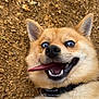 animal, blue_eyes, canine, close_up, collar, cute, dirt, dog, ears, expression, fur, happy, lying_down, muzzle, outdoor, pet, playful, smile, teeth, tongue_out