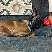 Gunner joined the competition — help win amazing prizes! dog, couch, ball, collar, resting, indoor, pet, furniture, patterned_cushion, relaxed, brown_fur, black_face, ears_up, wood_floor, home, cozy, comfort, domestic_animal, animal, living_room
