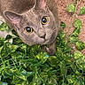 cat, gray_cat, yellow_eyes, green_leaves, indoor, curious, pet, animal, feline, closeup, looking_up, whiskers, ears, fur, carpet, plant, nature, cute, domestic_cat, eye_contact