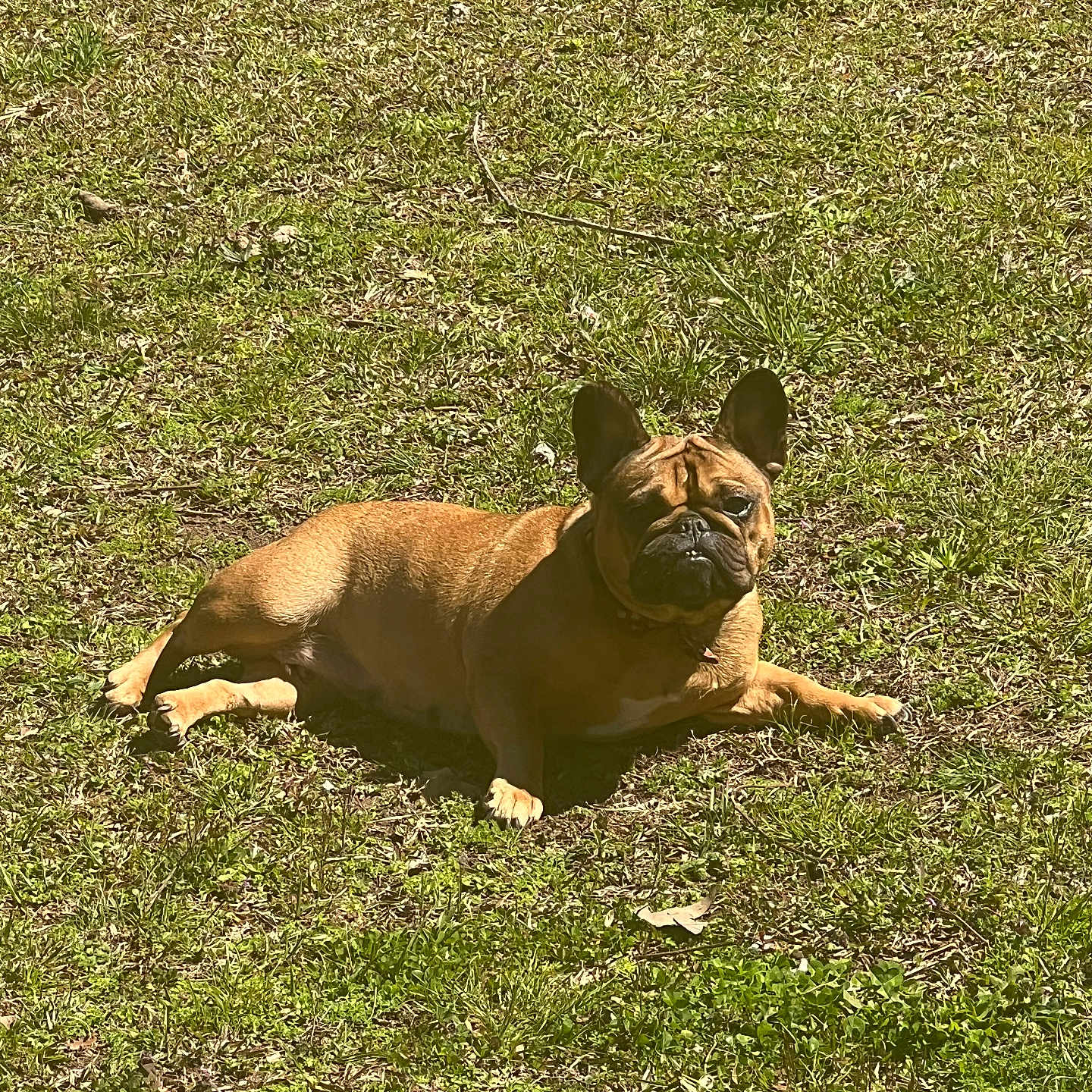 Millie Grace is registered to the contest to win money with this photo: animal, bostonbull, boxer, bulldog, canine, dog, field, frenchbulldog, grass, grassland, lawn, nature, outdoors, pet, pitbull, plant, pug, puppy