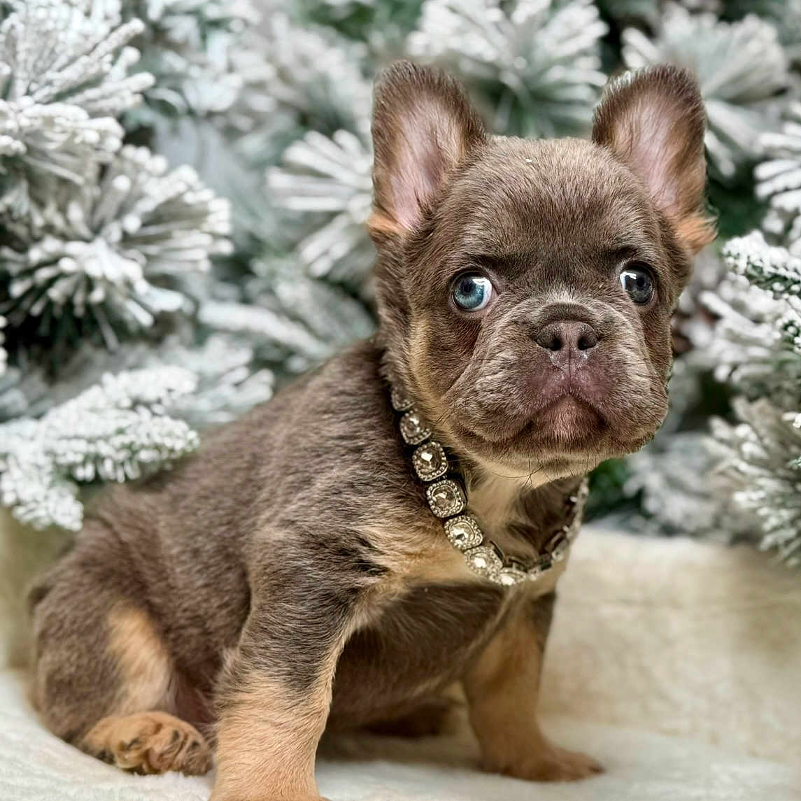 Rhea is registered to the contest to win money with this photo: adorable, animal, blue_eyes, christmas, collar, cute, dog, fluffy, french_bulldog, fur, holiday, indoors, pet, pine_tree, portrait, puppy, sitting, snow, white_background, winter