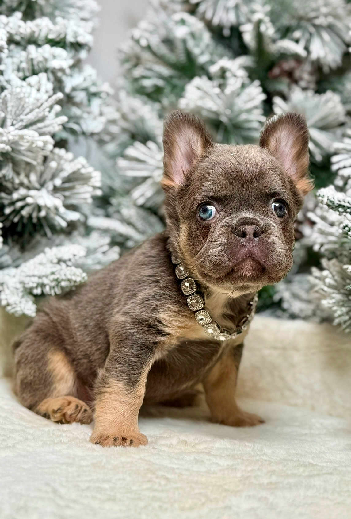 Rhea is registered to the contest to win money with this photo: puppy, french_bulldog, dog, blue_eyes, collar, snow, pine_tree, winter, cute, pet, animal, fur, sitting, portrait, fluffy, indoors, white_background, christmas, holiday, adorable