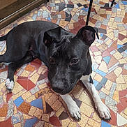 Dina a rejoint le concours — aidez-le/la à gagner de superbes lots ! dog, black_dog, white_paws, mosaic_floor, colorful_tiles, indoor, pet, animal, relaxed, floor_pattern, ears, nose, paw, resting, looking_up, wooden_fence, chair_legs, domestic, companion, cute