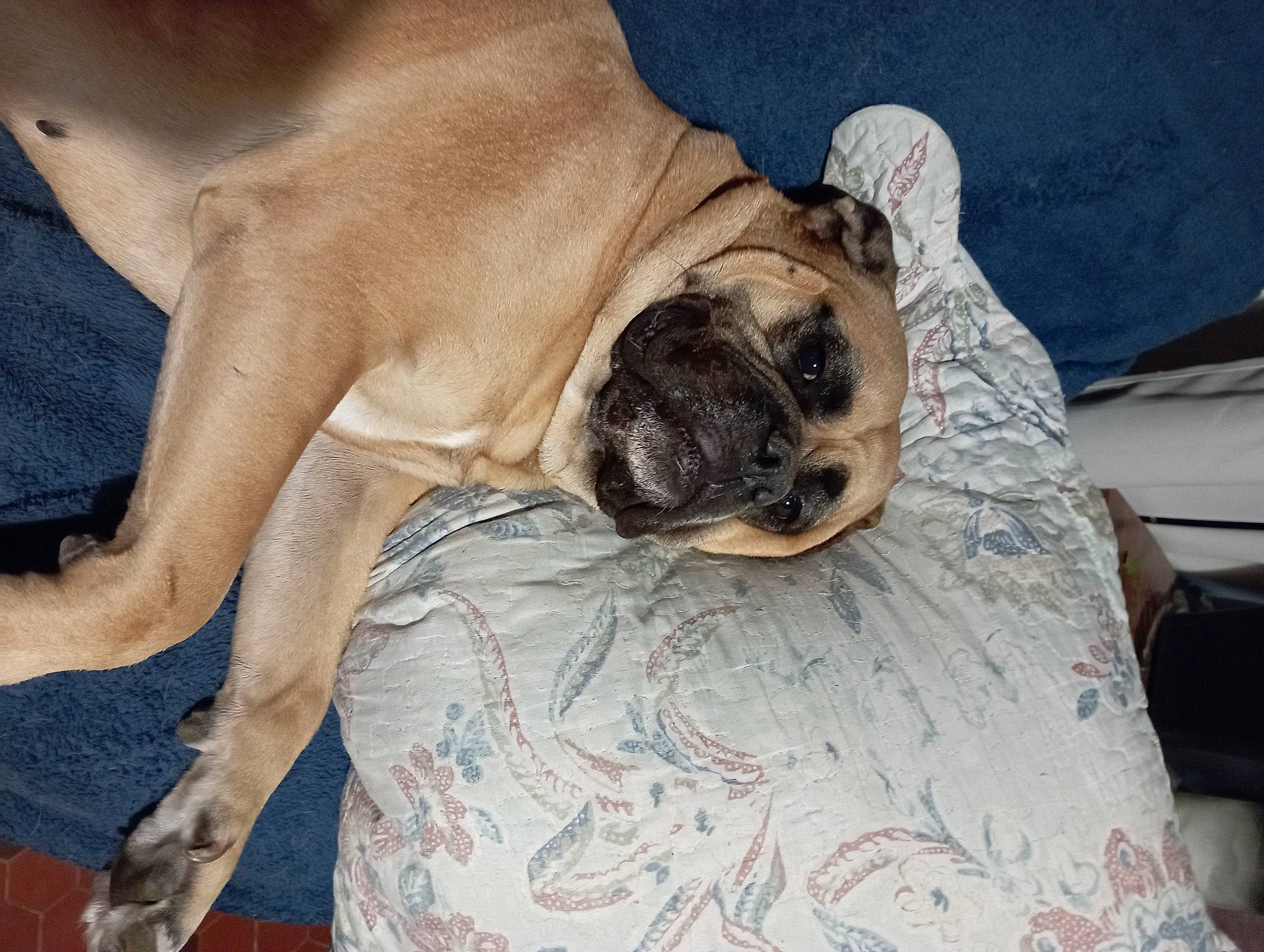 Nana a rejoint le concours — aidez-le/la à gagner de superbes lots ! canidae, carnivore, comfort, companion_dog, dog, dog_breed, fawn, hardwood, mammal, non_sporting_group, paw, pet_supply, pug, puppy, snout, sporting_group, terrestrial_animal, toy_dog, working_dog, wrinkle