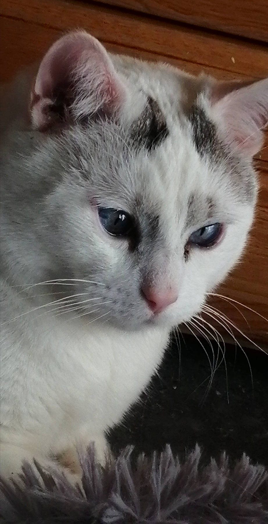 Gaston participe au concours pour gagner de l'argent avec cette photo : carnivore, cat, close_up, domestic_short_haired_cat, felidae, fur, paw, plant, small_to_medium_sized_cats, snout, tail, whiskers, window