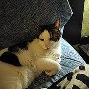 Dude is registered to the contest to win money with this photo: cat, feline, pet, black_and_white, fur, indoor, couch, blue, pattern, resting, relaxed, animal, mammal, whiskers, paw, cute, domestic, cozy, home, furniture