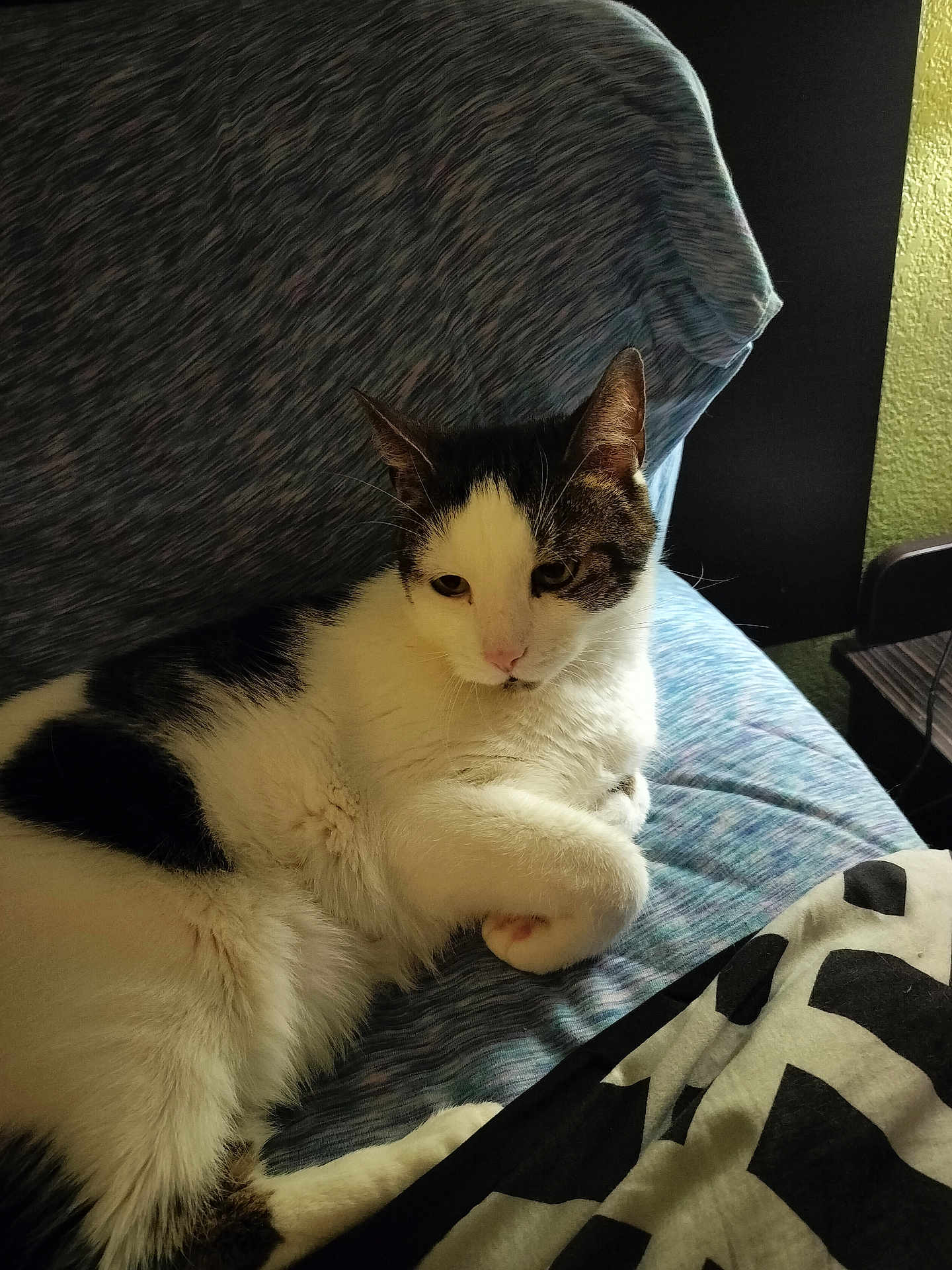 Dude is registered to the contest to win money with this photo: cat, feline, pet, black_and_white, fur, indoor, couch, blue, pattern, resting, relaxed, animal, mammal, whiskers, paw, cute, domestic, cozy, home, furniture