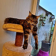 Ruby participe au concours pour gagner de l'argent avec cette photo : birdhouse, cat, cat_tree, cozy, dangler, daylight, feline, fur, houseplant, indoor, lounging, pet, pink, planter, relaxed, tabby_cat, whiskers, window, wooden_wall, yellow_eyes