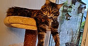 Ruby participe au concours pour gagner de l'argent avec cette photo : birdhouse, cat, cat_tree, cozy, dangler, daylight, feline, fur, houseplant, indoor, lounging, pet, pink, planter, relaxed, tabby_cat, whiskers, window, wooden_wall, yellow_eyes