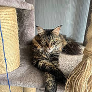 Ruby a rejoint le concours — aidez-le/la à gagner de superbes lots ! animal, cat, cat_tree, closeup, ears, feline, fur, furniture, home, indoor, looking_at_camera, paws, pet, playful, portrait, relaxed, resting, scratching_post, tabby_cat, whiskers