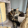 animal, cat, cat_tree, closeup, ears, feline, fur, furniture, home, indoor, looking_at_camera, paws, pet, playful, portrait, relaxed, resting, scratching_post, tabby_cat, whiskers