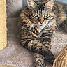 animal, carpet, cat, close_up, crossed_paws, cute, domestic, feline, fluffy, focused, fur, green_eyes, indoor, pet, portrait, relaxed, resting, scratching_post, tabby, whiskers