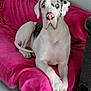 dog, great_dane, pet, canine, sitting, indoor, blanket, pink, couch, furniture, white, black_spots, blue_eyes, animal, domestic_animal, relaxed, companion, large_dog, paw, snout