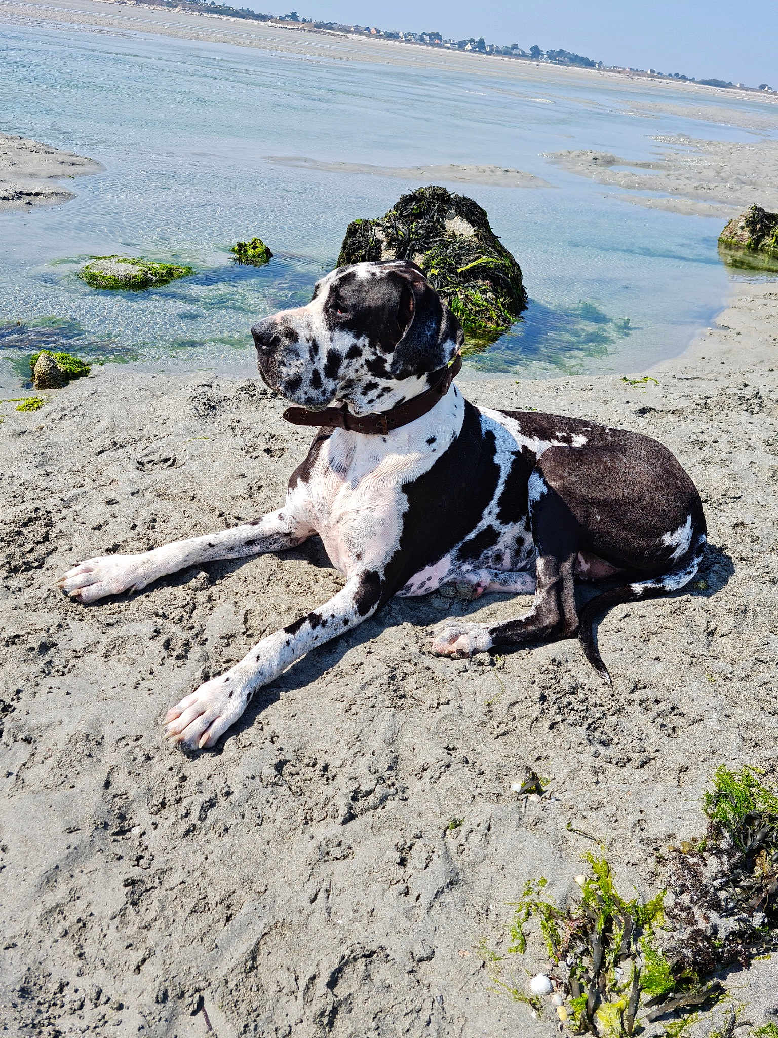 Odin