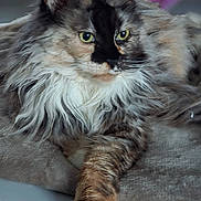 Jify a rejoint le concours — aidez-le/la à gagner de superbes lots ! animal, cat, close_up, cushion, feline, fluffy, fur, green_eyes, indoor, long_hair, mammal, multicolor, paw, pet, portrait, relaxed, resting, soft_light, texture, whiskers