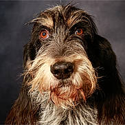 Oscar a rejoint le concours — aidez-le/la à gagner de superbes lots ! animal, background, beard, brown_eyes, canine, close_up, dog, ears, expression, face, fur, furry, head, looking, muzzle, pet, portrait, scruffy, studio, whiskers