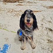 Oscar a rejoint le concours — aidez-le/la à gagner de superbes lots ! dog, beach, sand, leash, happy, sitting, fur, tongue_out, outdoor, nature, grass, animal, pet, canine, scruffy, closeup, sunlight, daytime, playful, companion