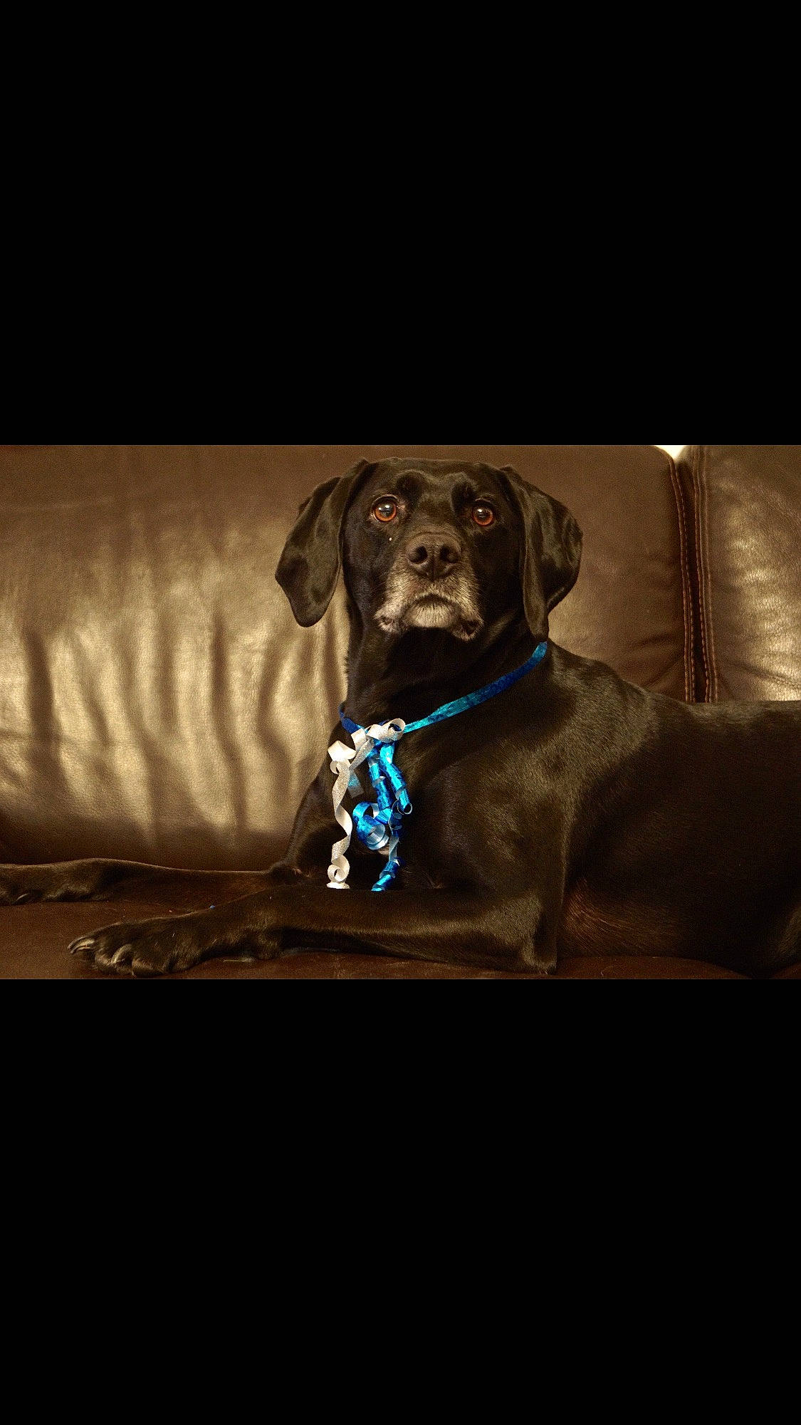 Kanel participe au concours pour gagner de l'argent avec cette photo : canidae, carnivore, collar, comfort, companion_dog, darkness, dog, dog_breed, dog_collar, fawn, grey, gun_dog, liver, pet_supply, rectangle, snout, sporting_group, tints_and_shades, whiskers, working_animal