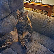Bandit joined the competition — help win amazing prizes! cat, tabby_cat, furniture, couch, indoor, living_room, carpet, table, laptop, pet, relaxed, fluffy, animal, domestic_animal, wooden_table, household, cozy, carpeted_floor, curious, seated
