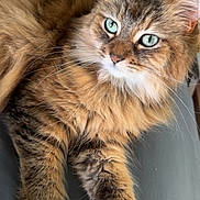 Eve joined the competition — help win amazing prizes! alert, animal, cat, closeup, companionship, cute, domestic_cat, feline, fluffy, fur, green_eyes, indoor, laying, mammal, pet, portrait, relaxed, soft, tabby, whiskers