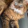 alert, animal, cat, closeup, companionship, cute, domestic_cat, feline, fluffy, fur, green_eyes, indoor, laying, mammal, pet, portrait, relaxed, soft, tabby, whiskers