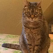 Tom participe au concours pour gagner de l'argent avec cette photo : cat, tabby, sitting, indoor, table, fluffy, pet, feline, animal, whiskers, ears, face, fur, tail, closeup, domestic, looking, serious, brown, striped