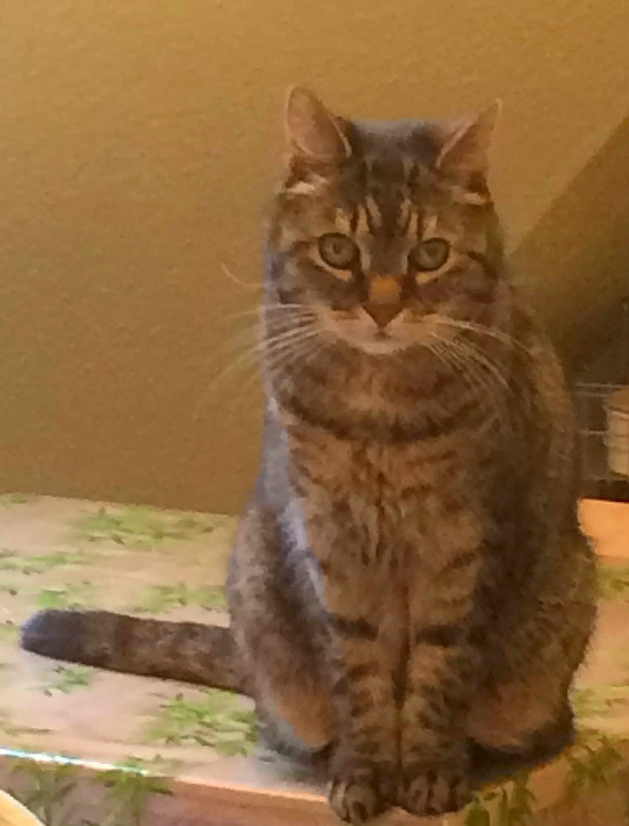 Tom