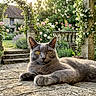 cat, gray_cat, outdoor, garden, flowers, roses, stone, sunlight, greenery, relaxing, pet, animal, nature, leisure, summer, closeup, portrait, feline, mammal, peaceful
