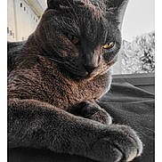 Grisou a rejoint le concours — aidez-le/la à gagner de superbes lots ! cat, gray_cat, close_up, indoor, relaxed, feline, fur, animal, pet, yellow_eyes, paw, resting, cozy, portrait, window, soft_light, quiet, calm, texture, domestic_cat