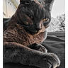 animal, calm, cat, close_up, cozy, domestic_cat, feline, fur, gray_cat, indoor, paw, pet, portrait, quiet, relaxed, resting, soft_light, texture, window, yellow_eyes
