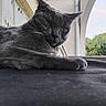 Grisou a rejoint le concours — aidez-le/la à gagner de superbes lots ! cat, gray_cat, animal, pet, feline, lounging, relaxed, outdoor, balcony, architecture, window, ear, whiskers, paw, fur, side_eye, daylight, nature, background, closeup