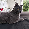 Grisou a rejoint le concours — aidez-le/la à gagner de superbes lots ! cat, gray_cat, feline, pet, animal, yellow_eyes, indoor, window, greenery, heart_decoration, relaxed, lying_down, fur, whiskers, ears, looking_away, close_up, domestic_cat, quiet, calm