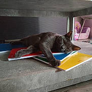 Grisou a rejoint le concours — aidez-le/la à gagner de superbes lots ! animal, cat, colorful, comfort, concrete, cozy, feline, floor, gray_cat, home, indoor, lying_down, notebooks, pet, quiet, relaxed, resting, stationery, still_life, table