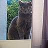 animal, cat, closeup, curious, curtain, daylight, domestic_cat, ears, feline, gray_cat, greenery, looking, nature, outdoor, pet, portrait, sitting, whiskers, window, yellow_eyes