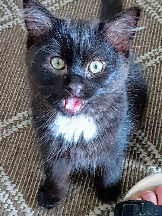 Aimy a rejoint le concours — aidez-le/la à gagner de superbes lots ! asian, black_cat, carnivore, cat, domestic_long_haired_cat, domestic_short_haired_cat, european_shorthair, eye, fawn, felidae, iris, kitten, maine_coon, mammal, ojos_azules, polydactyl_cat, small_to_medium_sized_cats, vertebrate, whiskers