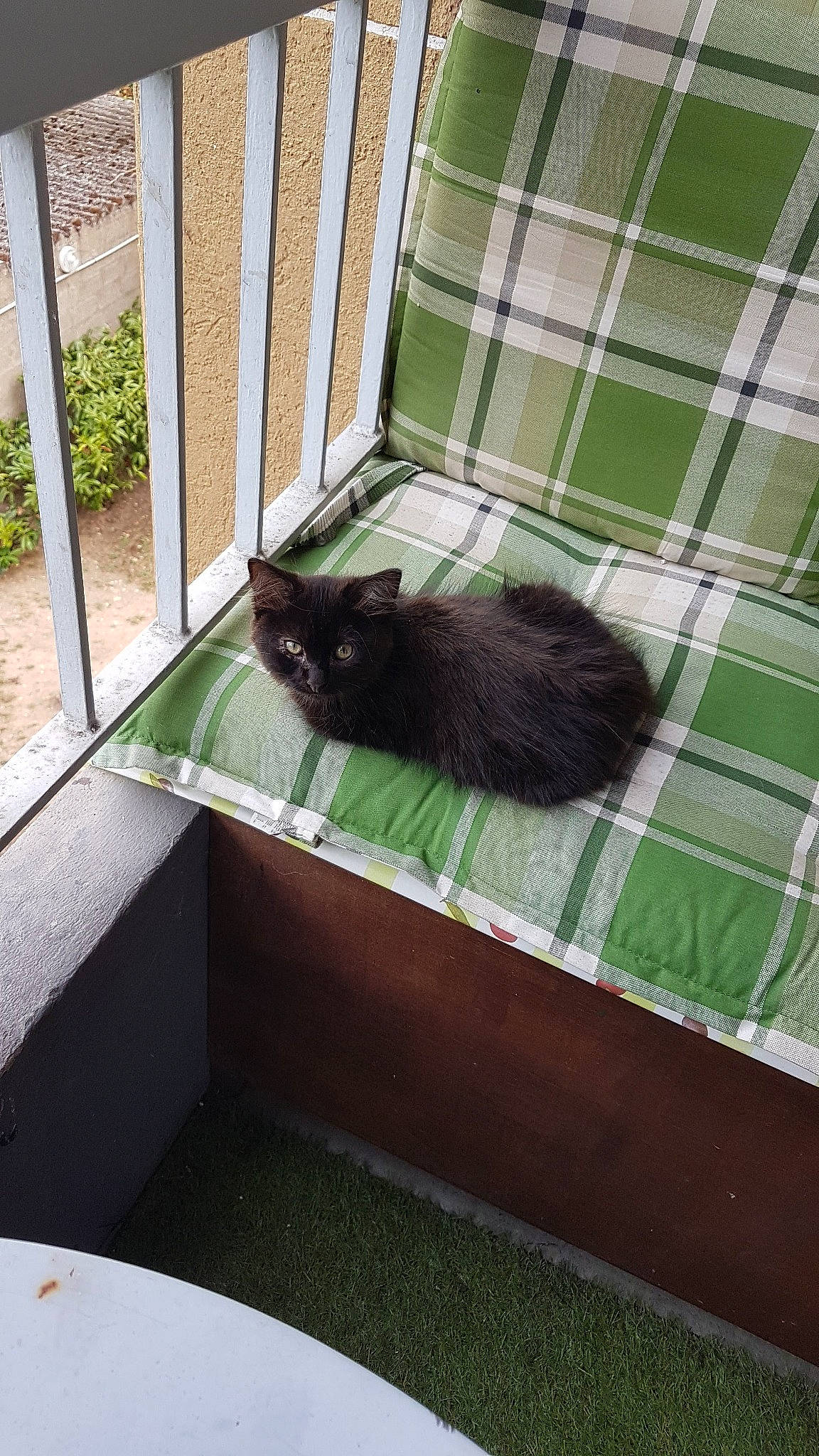 Aimy a rejoint le concours — aidez-le/la à gagner de superbes lots ! cat, felidae, grass, green, small_to_medium_sized_cats, tail, whiskers