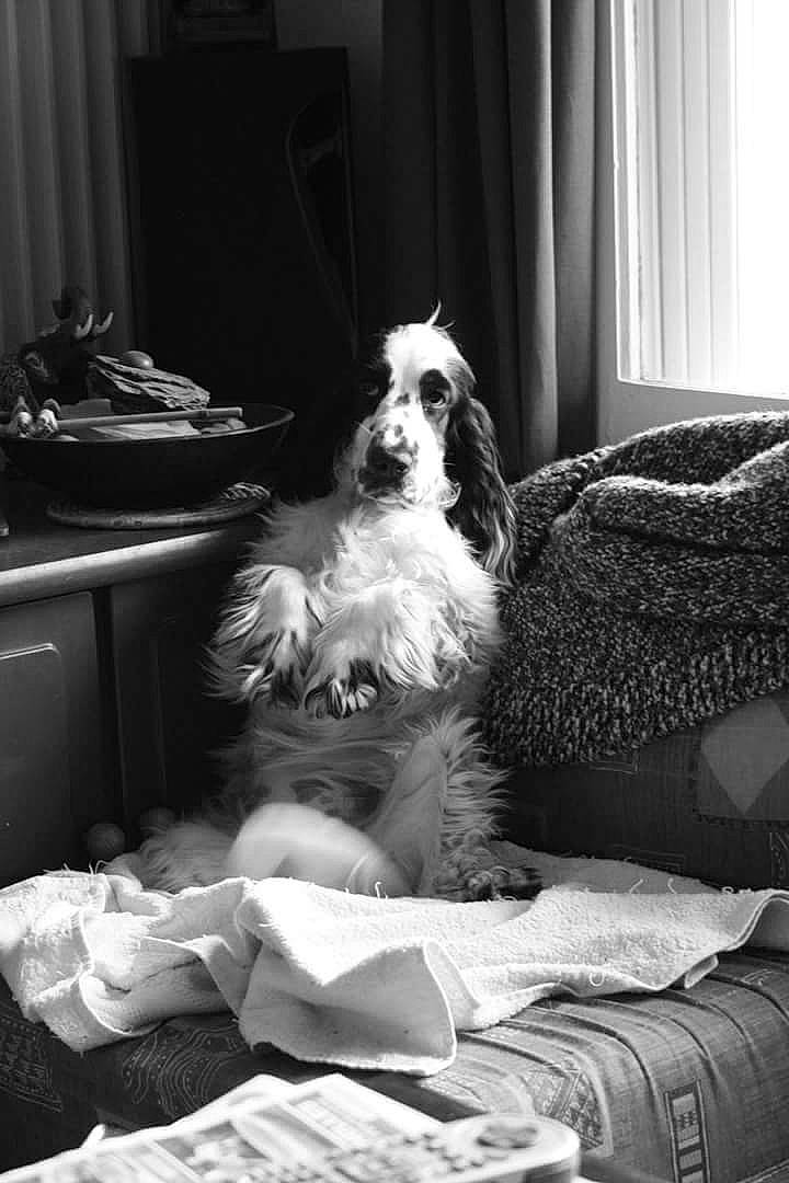 Hanoï participe au concours pour gagner de l'argent avec cette photo : black_and_white, canidae, carnivore, companion_dog, dog, dog_breed, home, mammal, monochrome, petit_basset_griffon_vendeen, shih_tzu, sitting, sporting_group, tibetan_terrier, toy_dog