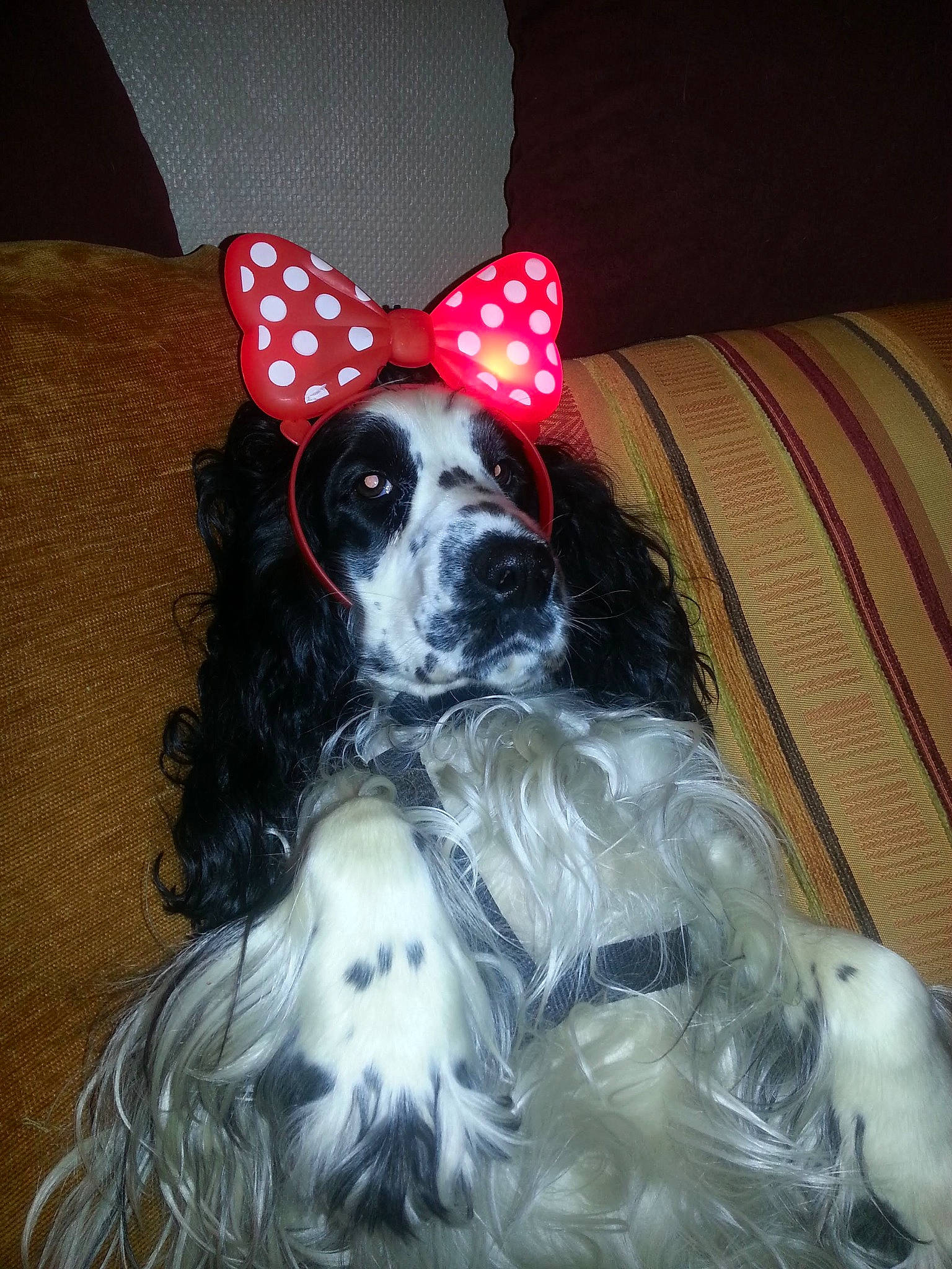 Hanoï a rejoint le concours — aidez-le/la à gagner de superbes lots ! american_cocker_spaniel, canidae, carnivore, cocker_spaniel, companion_dog, dog, dog_breed, dog_clothes, dog_toy, ear, english_cocker_spaniel, english_setter, fur, phalene, puppy, rare_breed_dog, russian_spaniel, setter, spaniel, sporting_group