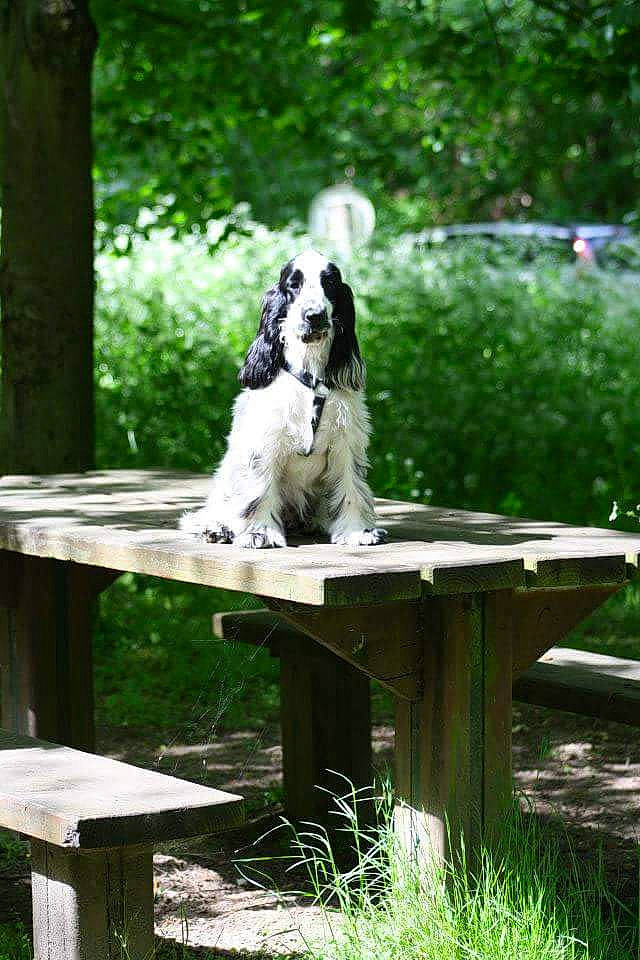 Hanoï a rejoint le concours — aidez-le/la à gagner de superbes lots ! american_cocker_spaniel, bench, canidae, carnivore, companion_dog, dog, dog_breed, english_springer_spaniel, fawn, furniture, green, leisure, mammal, sitting, spaniel, sporting_group, table, tree, vertebrate
