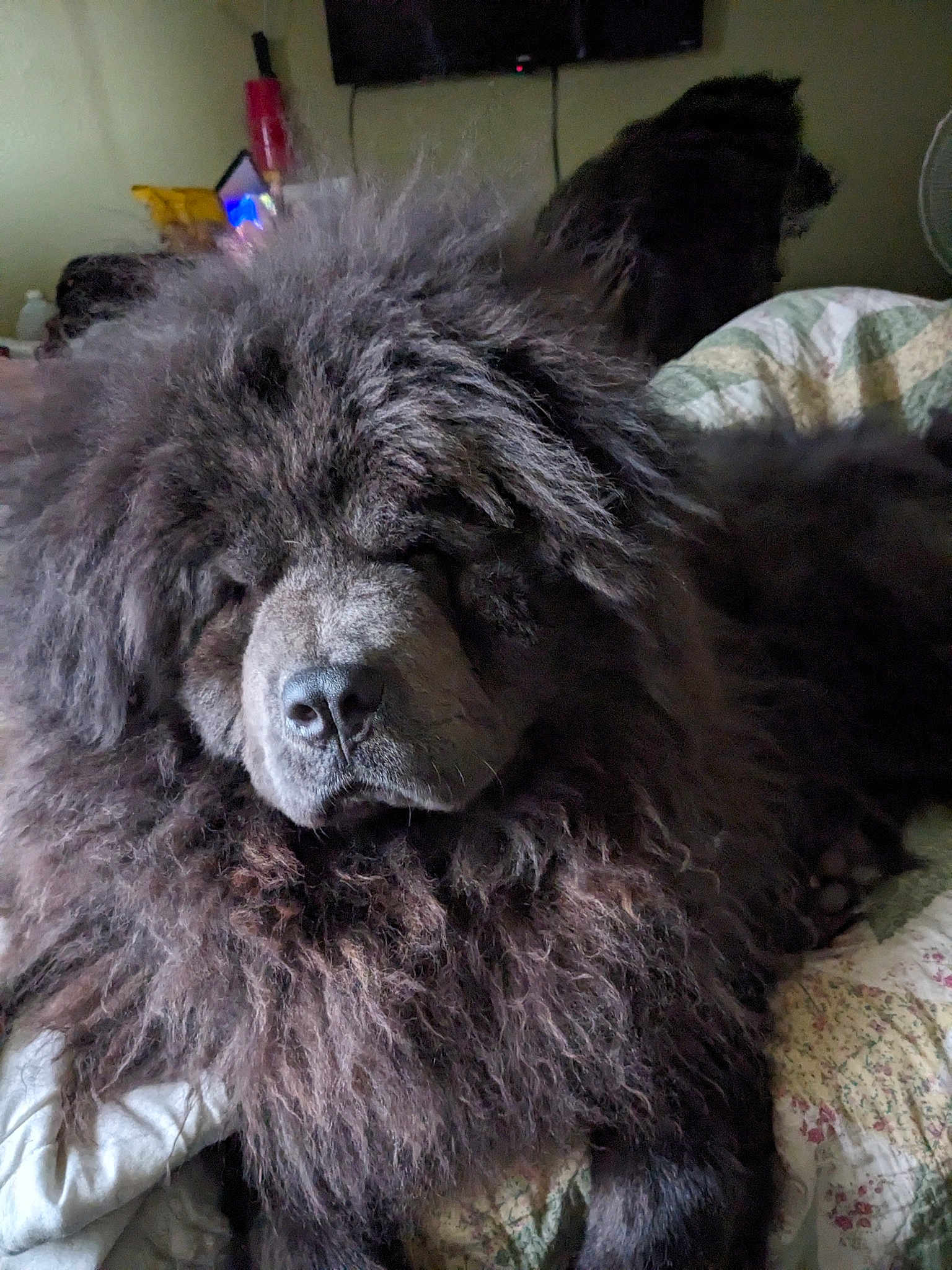 Duke