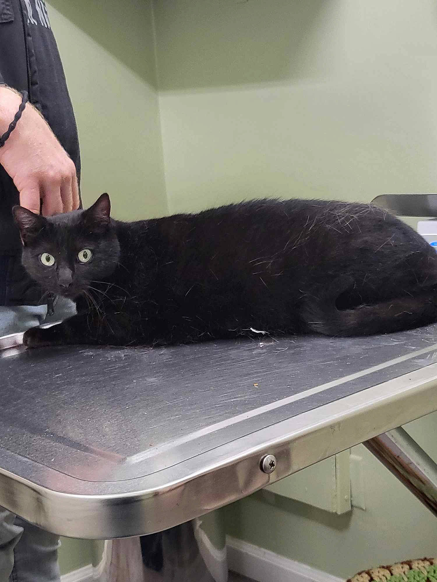 Toni joined the competition — help win amazing prizes! black_cat, bombay, carnivore, cat, comfort, domestic_short_haired_cat, felidae, fur, grey, hardwood, pet_supply, plumbing_fixture, rectangle, room, small_to_medium_sized_cats, table, tail, whiskers