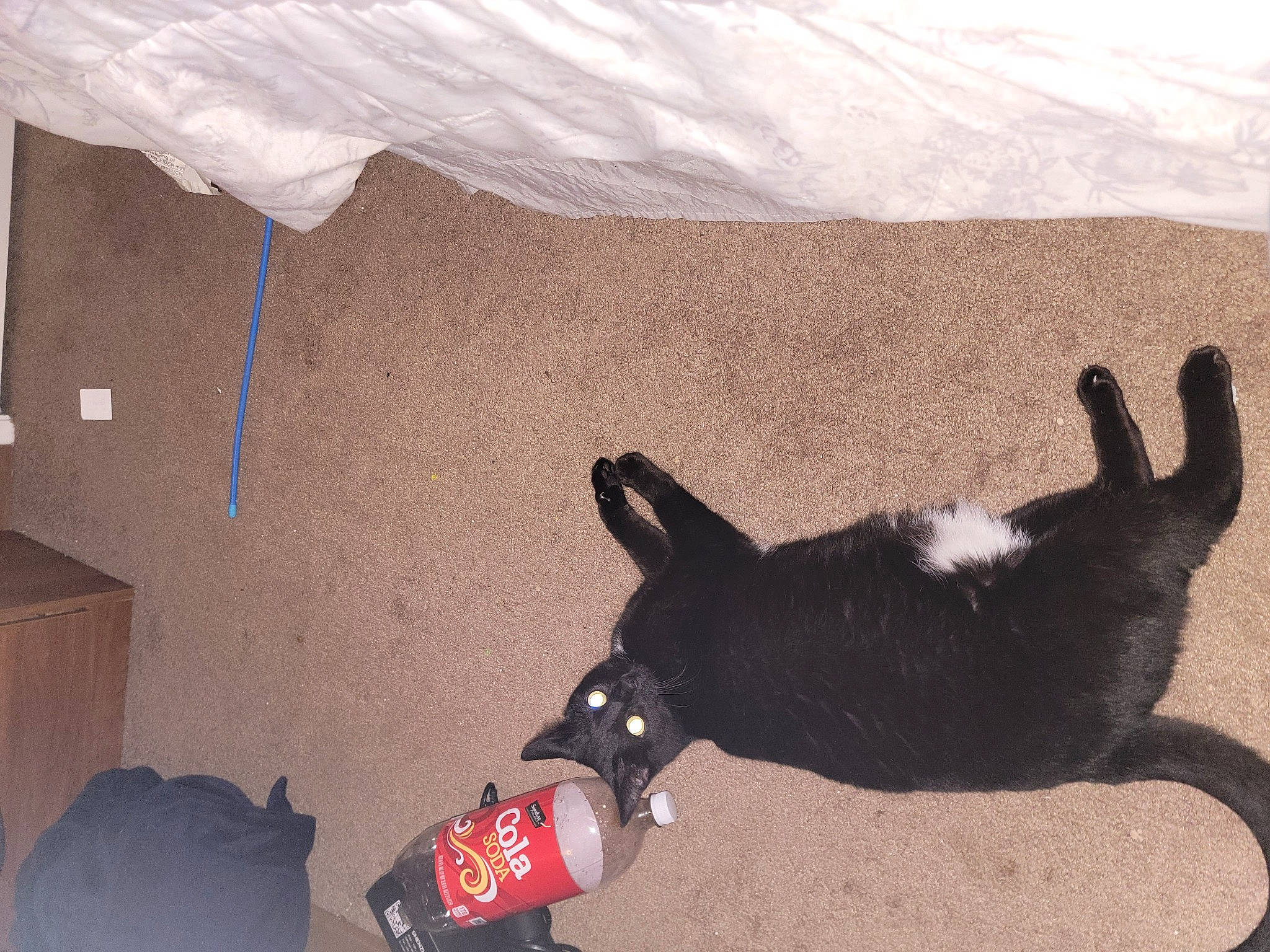 Toni is registered to the contest to win money with this photo: carmine, carnivore, cat, collar, comfort, companion_dog, dog, dog_breed, domestic_short_haired_cat, felidae, flooring, fur, hardwood, leash, paw, sand, shadow, small_to_medium_sized_cats, tail, walking_shoe