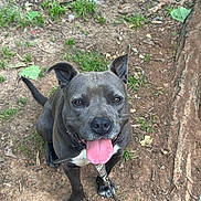 Koda is registered to the contest to win money with this photo: dog, canine, pet, outdoor, grass, dirt, leash, collar, tongue, happy, smiling, ears, animal, mammal, nature, playful, friendly, sitting, looking_up, closeup
