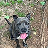 dog, canine, pet, outdoor, grass, dirt, leash, collar, tongue, happy, smiling, ears, animal, mammal, nature, playful, friendly, sitting, looking_up, closeup