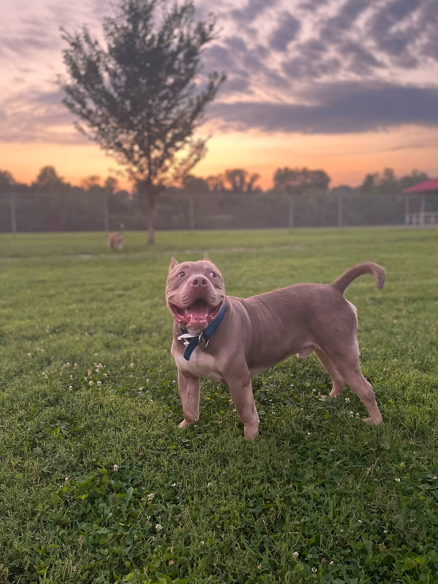 Gunner Man is registered to the contest to win money with this photo: carnivore, cloud, collar, companion_dog, dog, dog_breed, dog_collar, fawn, garden_hose, grass, grassland, gun_dog, landscape, plant, sky, snout, sporting_group, tail, tree, working_animal