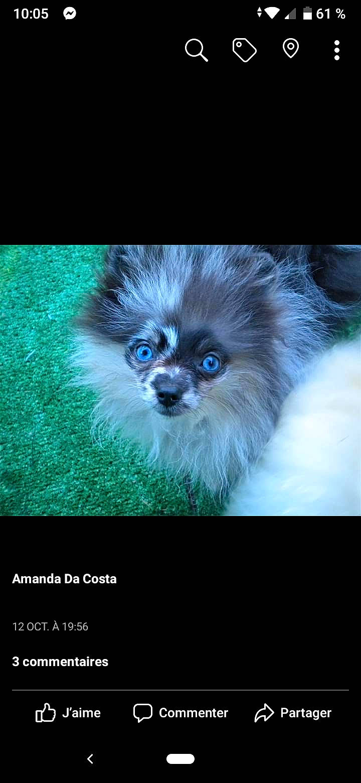 Paillette a rejoint le concours — aidez-le/la à gagner de superbes lots ! canidae, carnivore, companion_dog, dog, dog_breed, fur, photo_caption, pomeranian, puppy, snout, whiskers