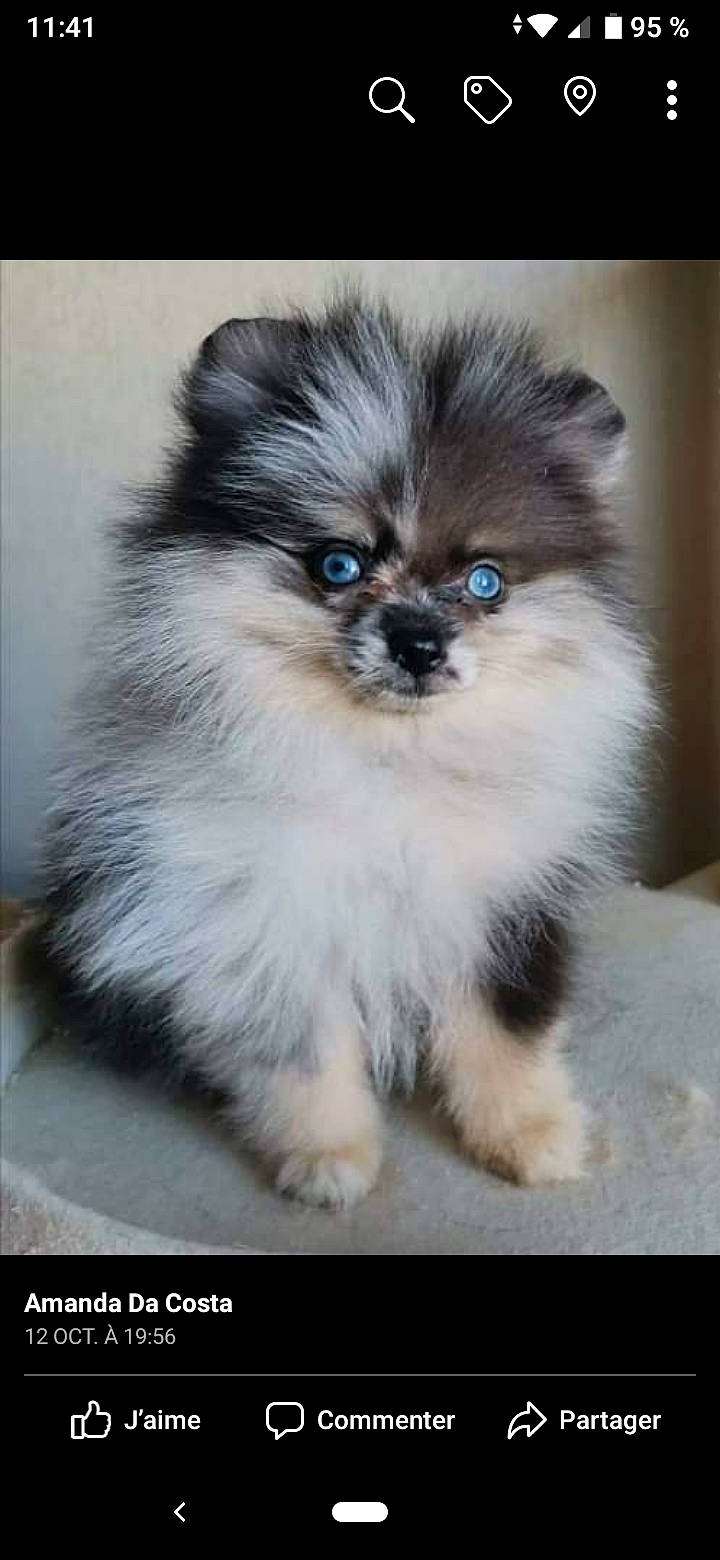 Paillette a rejoint le concours — aidez-le/la à gagner de superbes lots ! ancient_dog_breeds, canidae, carnivore, companion_dog, dog, dog_breed, german_spitz, german_spitz_klein, german_spitz_mittel, iris, mammal, non_sporting_group, pomeranian, puppy, snout, spitz, toy_dog, vertebrate, volpino_italiano, whiskers