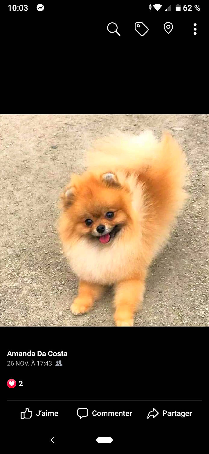 Misha a rejoint le concours — aidez-le/la à gagner de superbes lots ! ancient_dog_breeds, canidae, carnivore, companion_dog, dog, dog_breed, fawn, german_spitz, german_spitz_klein, german_spitz_mittel, mammal, non_sporting_group, photo_caption, pomeranian, puppy, snout, spitz, toy_dog, vertebrate, volpino_italiano